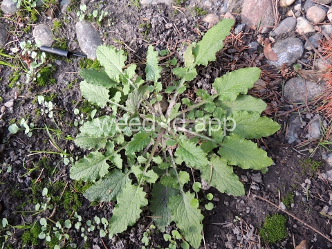 nipplewort
